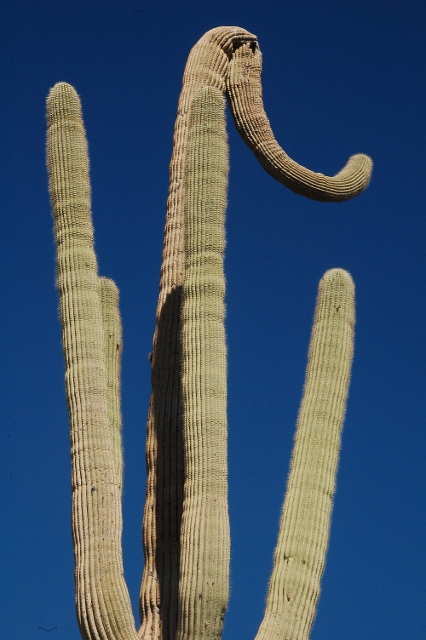 Saguaro cactus